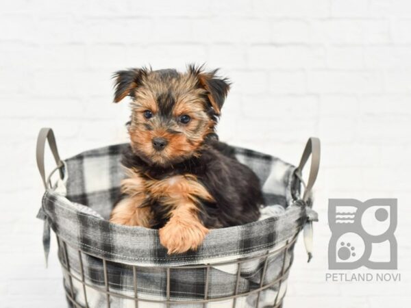 Yorkshire Terrier DOG Male BLK TAN 32610 Petland Novi, Michigan