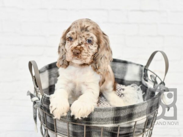 Cocker Spaniel-DOG-Female-CHOC MERLE-32611-Petland Novi, Michigan