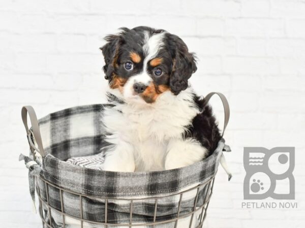 Mini Bernese DOG Male Tri 32613 Petland Novi, Michigan