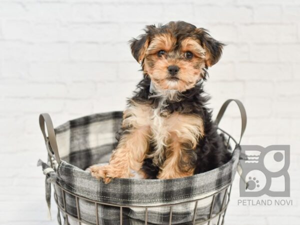 Yorkie Poo DOG Male Black & Tan 32614 Petland Novi, Michigan