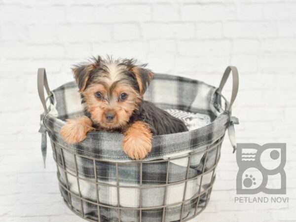 Silky Terrier DOG Male Black / Tan 32618 Petland Novi, Michigan