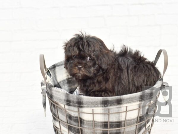 Shih Poo DOG Female Black 32620 Petland Novi, Michigan