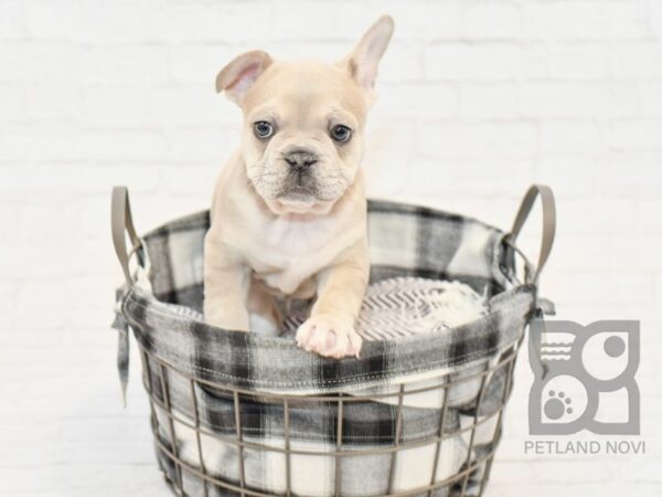 French Bulldog DOG Male Blue Fawn 32624 Petland Novi, Michigan