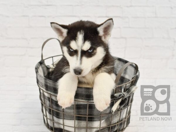 Siberian Husky DOG Female Black & White 32627 Petland Novi, Michigan