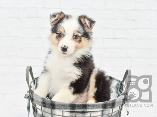 Australian Shepherd DOG Female Blue Merle 32629 Petland Novi, Michigan