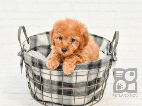 Miniature Poodle DOG Male RED 32632 Petland Novi, Michigan