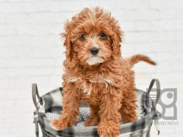 Cavapoo DOG Male DARK RED 32639 Petland Novi, Michigan