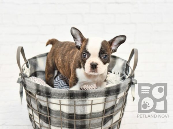 3/4 French bulldog 1/4 Boston terrier DOG Male BRINDLE WHITE 32637 Petland Novi, Michigan