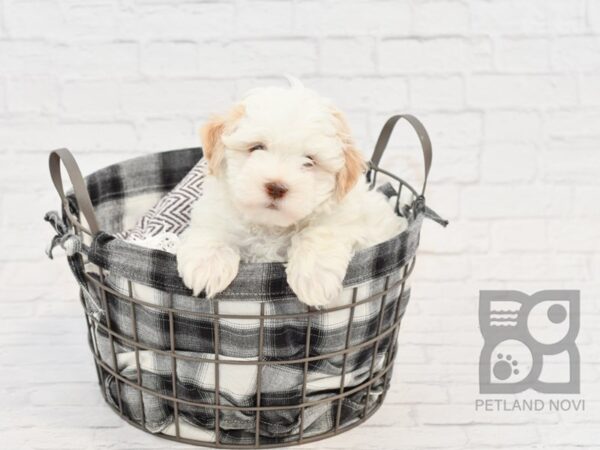 Havanese DOG Male CHOC WHITE 32640 Petland Novi, Michigan