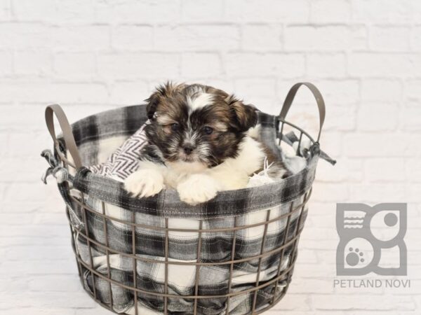 Shih Pom-DOG-Female-BRINDLE WHITE-32643-Petland Novi, Michigan