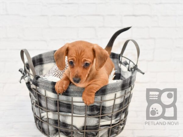 Dachshund-DOG-Male-RED-32644-Petland Novi, Michigan