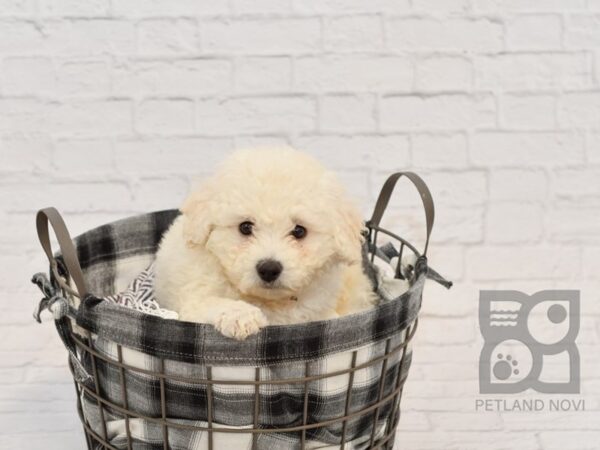 Bichon Frise DOG Male White 32646 Petland Novi, Michigan