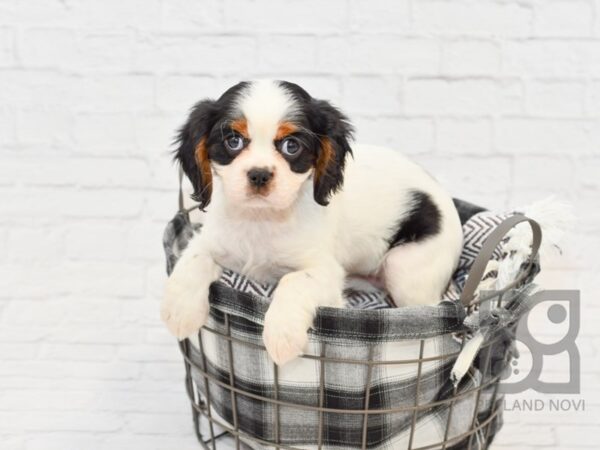 Cavalier King Charles-DOG-Female-Tri-32659-Petland Novi, Michigan