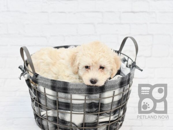 Bichon Poo-DOG-Male-RED WHITE-32650-Petland Novi, Michigan