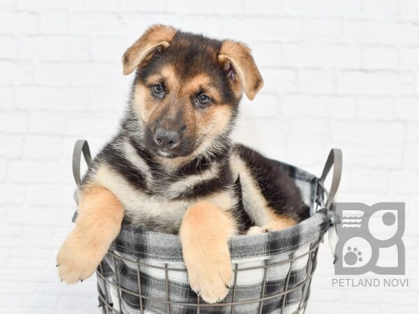 German Shepherd DOG Male Black & Tan 32651 Petland Novi, Michigan