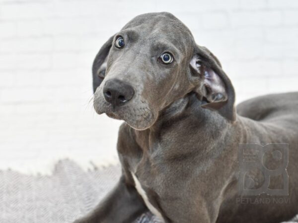 Great Dane-DOG-Male-Gray-32652-Petland Novi, Michigan