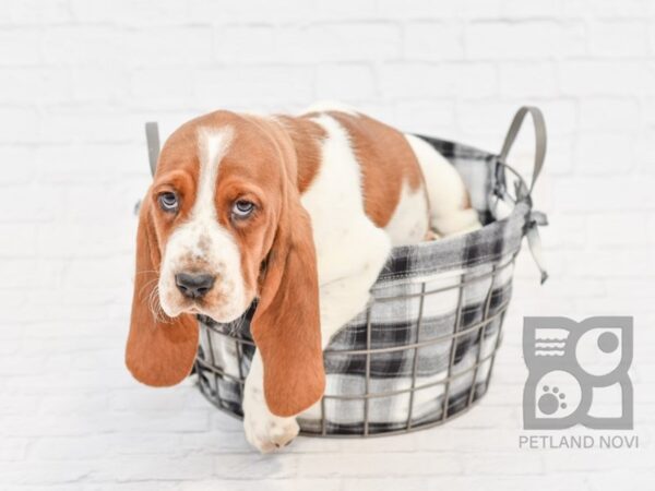 Basset Hound DOG Female Red & White 32653 Petland Novi, Michigan