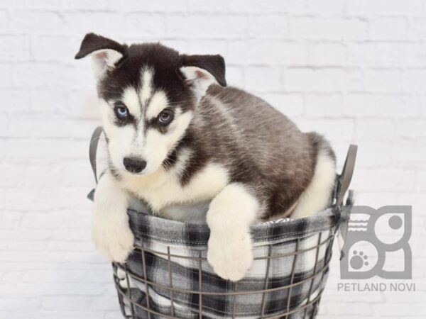 Siberian Husky DOG Male Black & White 32656 Petland Novi, Michigan