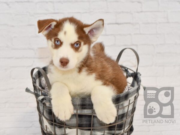 Siberian Husky-DOG-Male-Red & White-32657-Petland Novi, Michigan