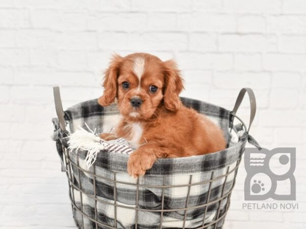 Cavalier King Charles DOG Male Ruby 32658 Petland Novi, Michigan