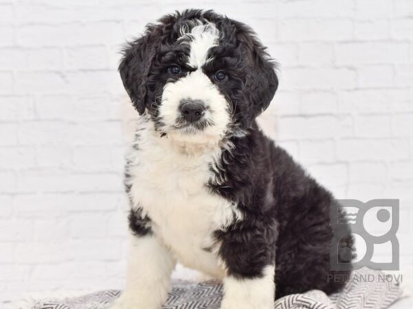 Saint Bernadoodle DOG Male Black & White 32660 Petland Novi, Michigan