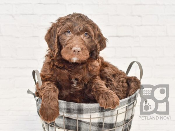 Labradoodle DOG Male Chocolate 32662 Petland Novi, Michigan