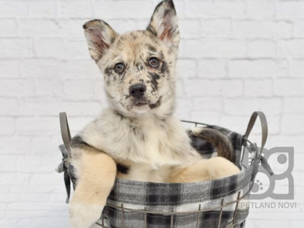 Aussie/Husky-DOG-Male-Merle-32667-Petland Novi, Michigan