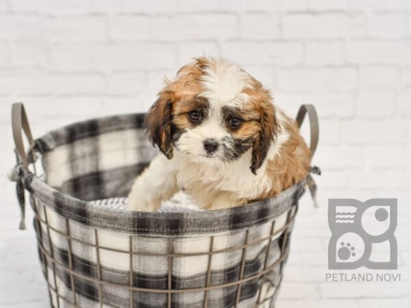 Cava Poo-DOG-Male-BROWN WHITE-32669-Petland Novi, Michigan