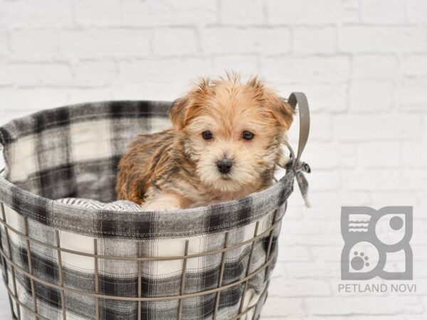 Morkie-DOG-Male-BEIGE-32671-Petland Novi, Michigan