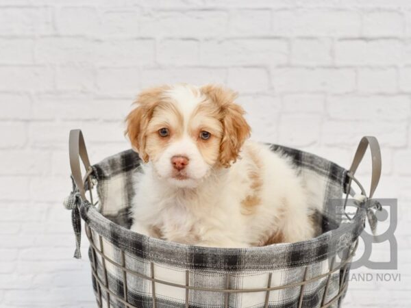 Cocker Chon DOG Male CHOC WHITE 32673 Petland Novi, Michigan