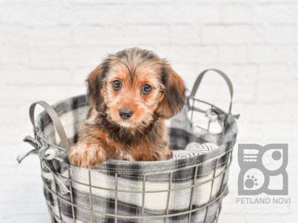 Dorkie DOG Male BROWN 32674 Petland Novi, Michigan