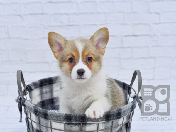 Pembroke Welsh Corgi-DOG-Male-TRI-32675-Petland Novi, Michigan