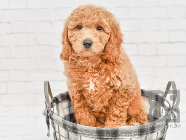 MOYEN POODLE DOG Female RED 32676 Petland Novi, Michigan