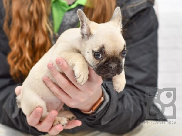 French Bulldog DOG Female Fawn 32678 Petland Novi, Michigan