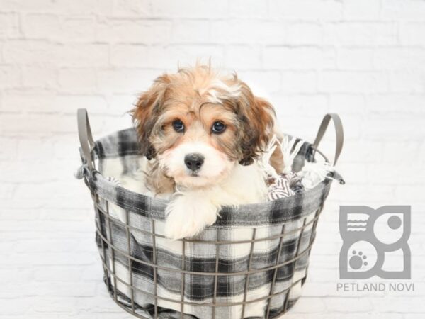 Cavachon DOG Male Sable / White 32687 Petland Novi, Michigan