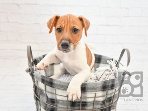 Jack Russell Terrier-DOG-Male-White / Brown-32683-Petland Novi, Michigan