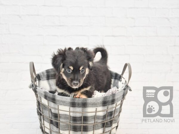 Dachshund/Havanese DOG Male Black / Silver 32684 Petland Novi, Michigan