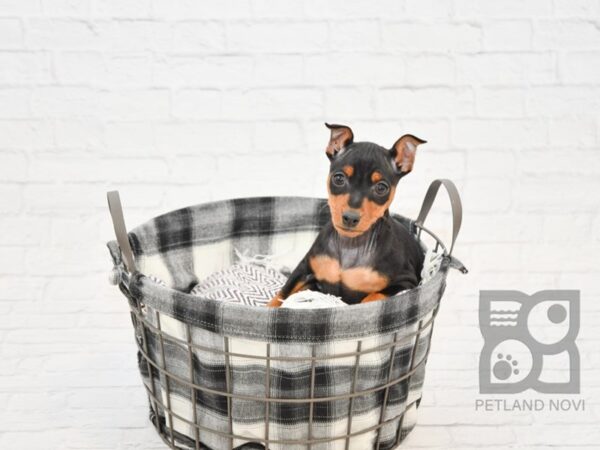 Miniature Pinscher-DOG-Female-Black / Tan-32685-Petland Novi, Michigan