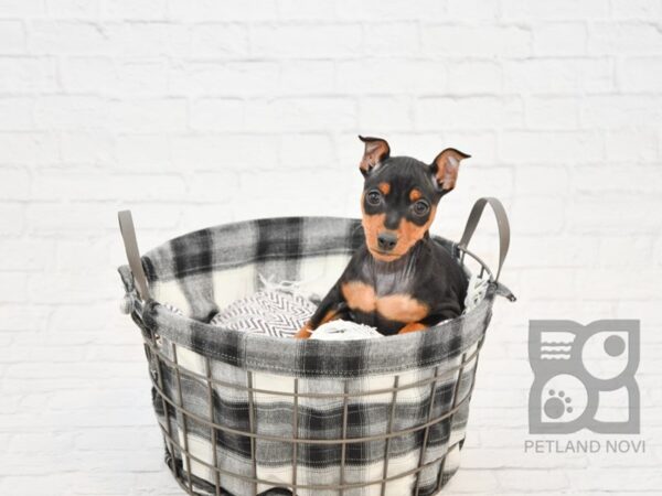 Miniature Pinscher DOG Female Black / Tan 32685 Petland Novi, Michigan