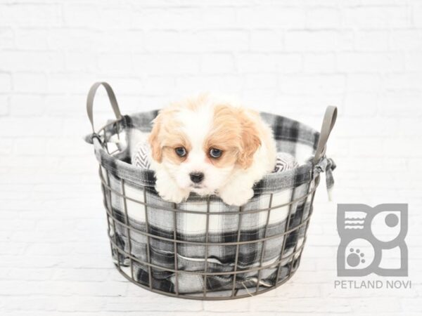 Cavachon DOG Female BLENHEIM 32689 Petland Novi, Michigan