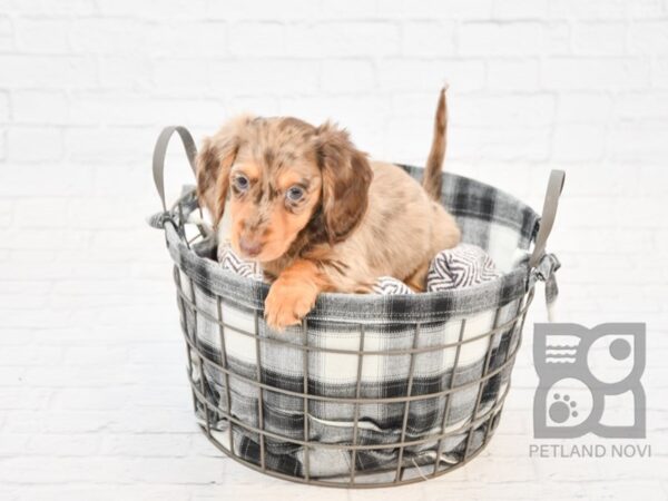 Dachshund DOG Female DAPPLE 32690 Petland Novi, Michigan