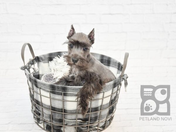 Miniature Schnauzer-DOG-Male-BLK-32691-Petland Novi, Michigan