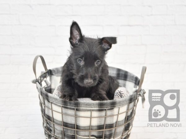 Scottish Terrier-DOG-Male-BLACK-32692-Petland Novi, Michigan