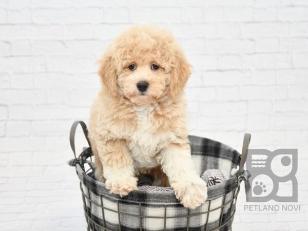 Miniature Poodle-DOG-Female-Cream-32693-Petland Novi, Michigan