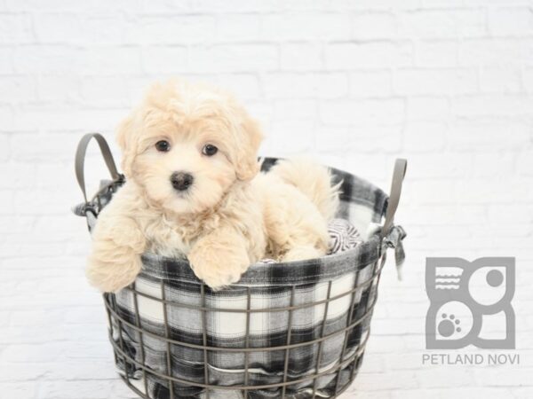 Lhasapoo-DOG-Male-APRICOT-32694-Petland Novi, Michigan