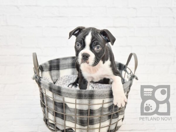 Boston Terrier DOG Male Black & White 32696 Petland Novi, Michigan