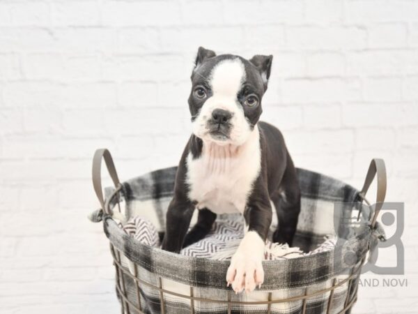 Boston Terrier DOG Female Black & White 32697 Petland Novi, Michigan