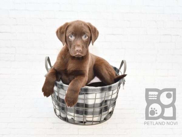 Labrador Retriever-DOG-Female-Chocolate-32698-Petland Novi, Michigan