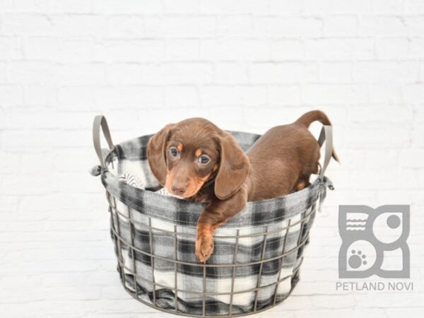 Dachshund-DOG-Female-Chocolate-32699-Petland Novi, Michigan