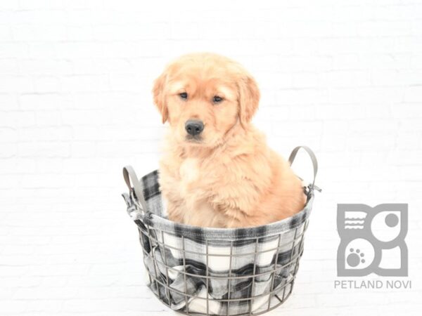 Golden Retriever-DOG-Male-Golden-32700-Petland Novi, Michigan